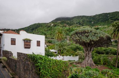 Tipik ev ve Icod de los Vinos 'taki Millennial Dragon Tree. Tenerife İspanya.