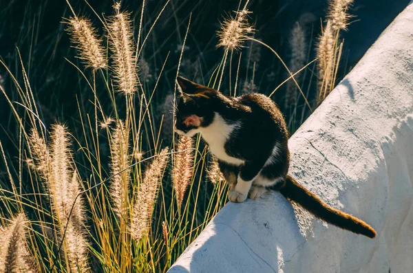 Czarne Białe Włosy Kot Siedzi Ścianie Wśród Trzciny — Zdjęcie stockowe