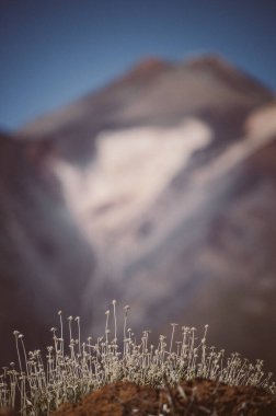 Tenerife 'deki Teide Ulusal Parkı' nda bitki örtüsü. Kanarya Adaları. İspanya.