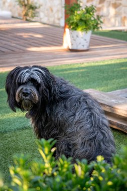 Sakin görünen siyah köpeğin portresi