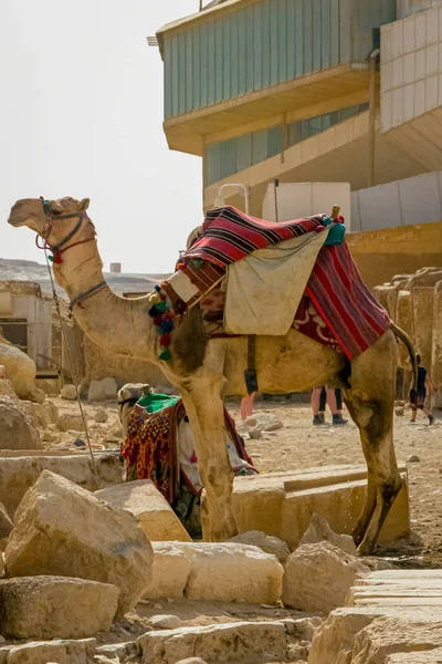 Turističtí Velbloudi Pyramidách Egypta — Stock fotografie