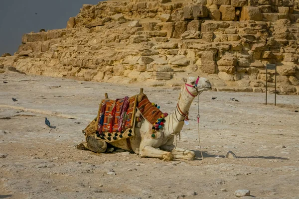 Camellos Turísticos Las Pirámides Egipto —  Fotos de Stock