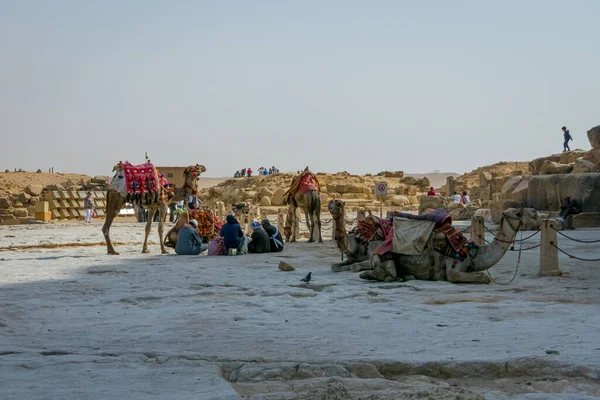 Egipto Abril 2019 Camellos Turísticos Guías Camellos Turistas —  Fotos de Stock