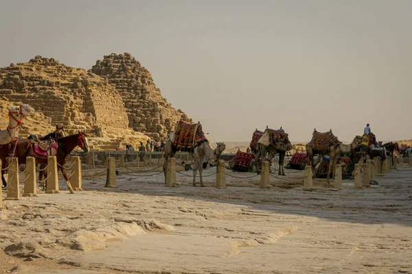 Egypt Duben 2019 Turističtí Velbloudi Velbloudí Průvodci Turisté — Stock fotografie