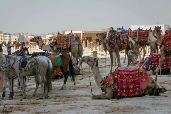 Mısır Piramitlerinde Turist Develer — Stok fotoğraf