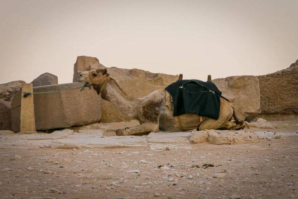 Toeristische Kamelen Piramides Van Egypte — Stockfoto