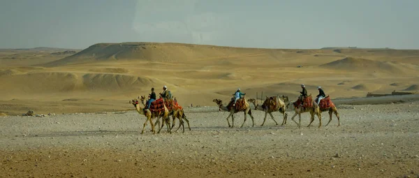 Egypt Duben 2019 Turističtí Velbloudi Velbloudí Průvodci Turisté — Stock fotografie