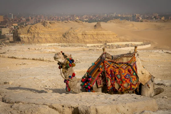 Turističtí Velbloudi Pyramidách Egypta — Stock fotografie