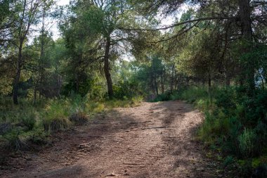 Murcia bölgesindeki çam ormanlarından geçen yol. İspanya.-