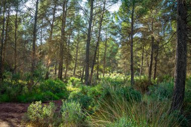 Murcia bölgesinde Akdeniz çam ormanı. İspanya.-