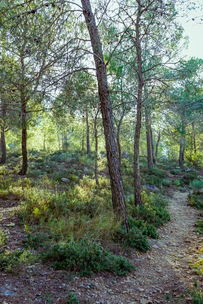 Bosque Mediterráneo Pinos Región Murcia España — Foto de Stock