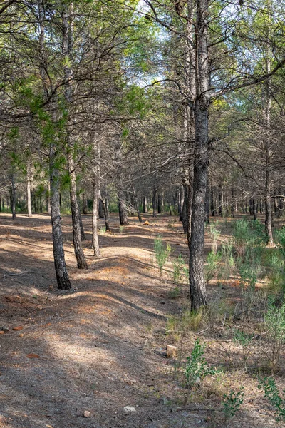 Bosque Mediterráneo Pinos Región Murcia España — Foto de Stock