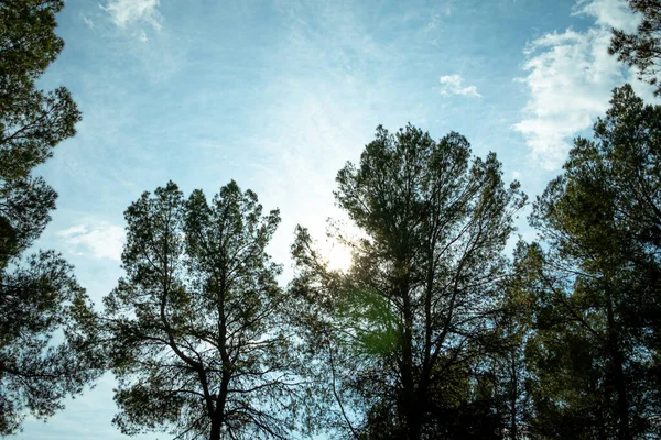 Pinos Con Vistas Cielo Azul — Foto de Stock