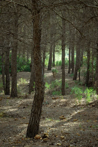 Bosque Mediterráneo Pinos Región Murcia España — Foto de Stock