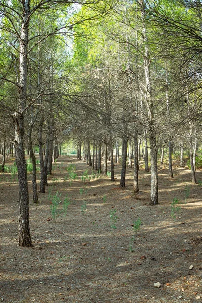 Bosque Mediterráneo Pinos Región Murcia España — Foto de Stock