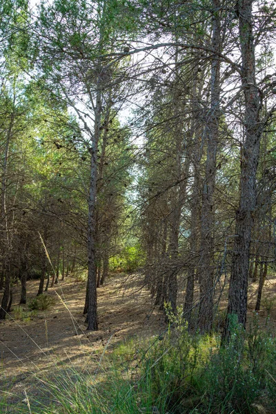 Mediterranean Pine Forest Murcia Region Spain — Stock Photo, Image