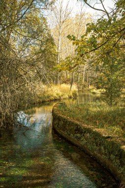 Sonbaharda Cuenca eyaletinin orman manzarası. İspanya