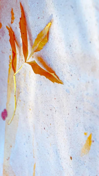 Sfondo Bianco Del Dettaglio Delle Foglie Autunno — Foto Stock