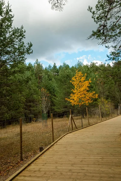 Paisaje Forestal Provincia Cuenca Otoño España — Foto de Stock