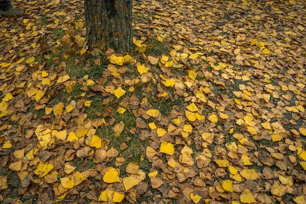Beklede Vloer Achtergrond Met Herfstbladeren — Stockfoto
