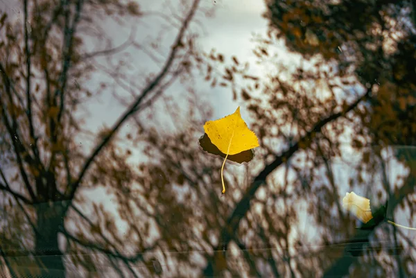 Fondo Detalle Hoja Álamo Sobre Vidrio Otoño — Foto de Stock