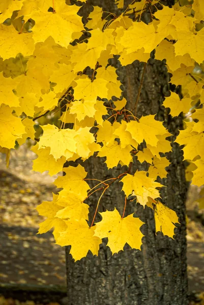 Autumn maple leaves detail background