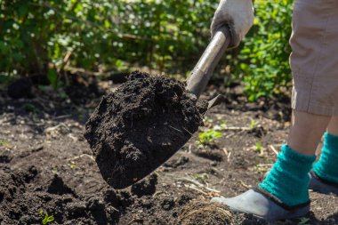 Bahçe işleri - kazma, kürek ile zemin. Yakın plan.