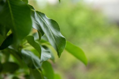 Elma ağacı yaprakları yakın plan