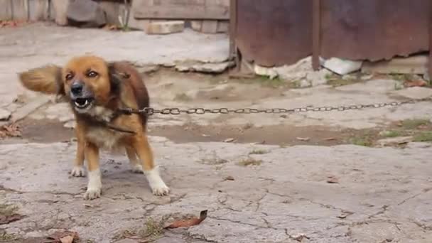 Roodharige Hond Een Ketting Blaft — Stockvideo