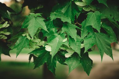 bir yaz sabahı akçaağaç yaprakları