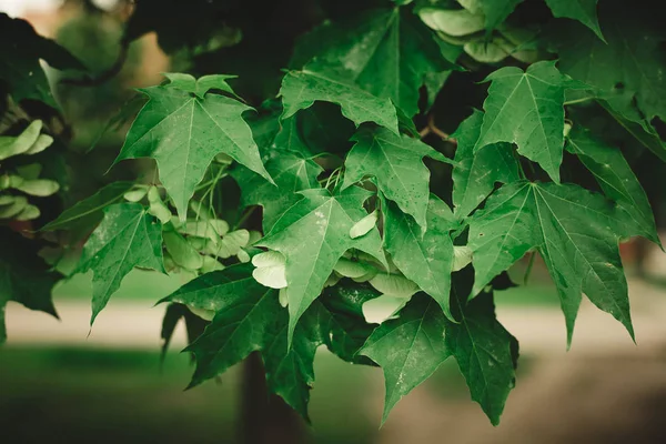 bir yaz sabahı akçaağaç yaprakları