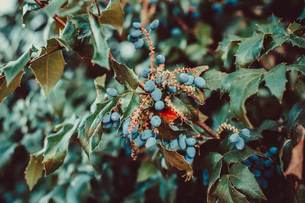 green plant with blue berries in spring