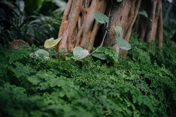 茂密的丛林中 热带树木丛生 — 图库照片
