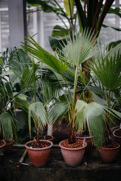 Dense thickets of jungle close-up. Wildlife.