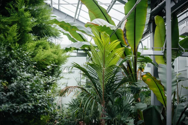 温室里的植物堆积如山 — 图库照片