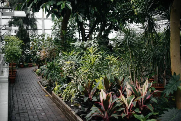 Πυκνές Συστάδες Φυτών Στο Θερμοκήπιο Ζούγκλα Screensaver — Φωτογραφία Αρχείου