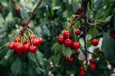 Ağacın dallarında olgunlaşmış kiraz demetleri