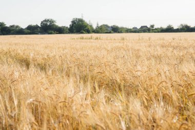 Tarlada yetişen olgun buğday dikenleri. Tarım endüstrisi