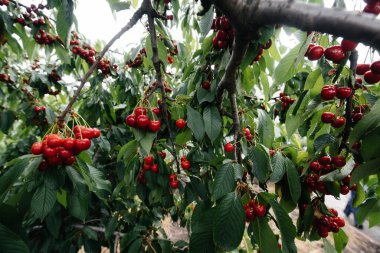 Ağacın dallarında olgunlaşmış kiraz demetleri