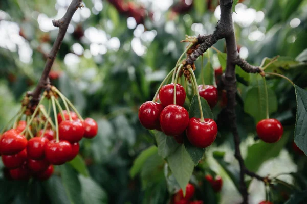 Ağacın dallarında olgunlaşmış kiraz demetleri