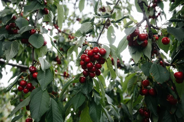 Reife Trauben Roter Kirschen Auf Den Ästen Eines Baumes — Stockfoto