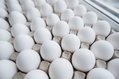 Karton bir form üzerine yakın plan beyaz yumurta tepsisi. Tarım endüstrisi