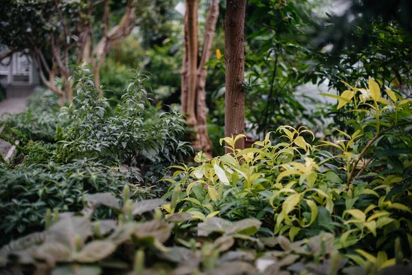 温室里的植物堆积如山 — 图库照片