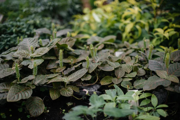 热带植物的绿叶特写 — 图库照片