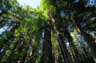 Redwood Ulusal Parkı 'ndaki Kıyı Sekoyaları