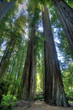 Redwood Ulusal Parkı 'ndaki Kıyı Sekoya Ağaçları