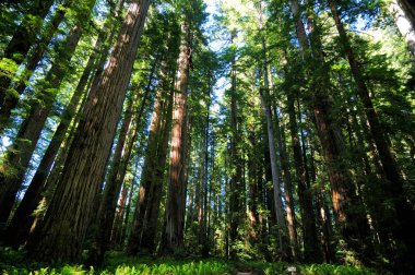 Redwood Ulusal Parkı 'ndaki Kıyı Sekoyaları