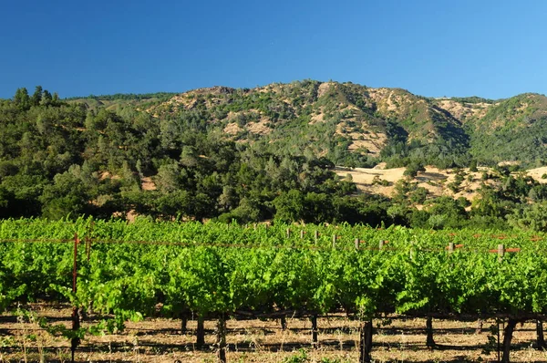 Winnice Yorkville Highlands Kalifornia — Zdjęcie stockowe