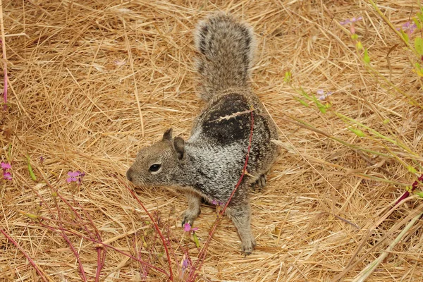 Cute American Squirrel Crawling — Stock Photo, Image
