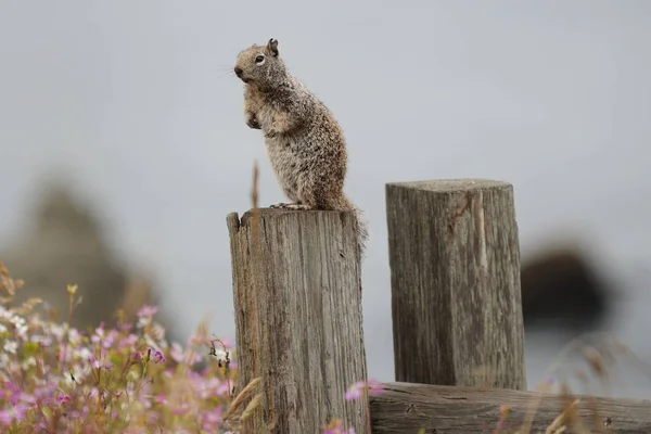 Cute American Squirrel Sitting Fence Post — Stock Photo, Image